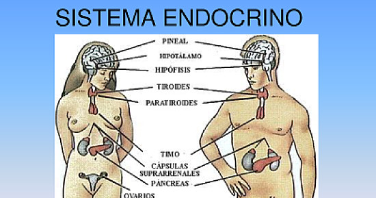 Sistema endocrino