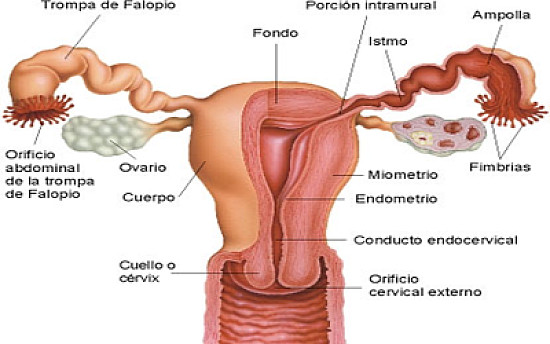 Sistema reproductor femenino