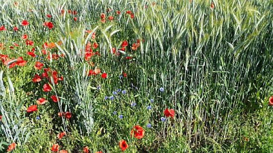 Fleurs des champs