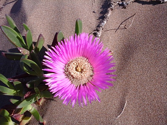 Flor en los mÃ©danos de Necochea, Argentina