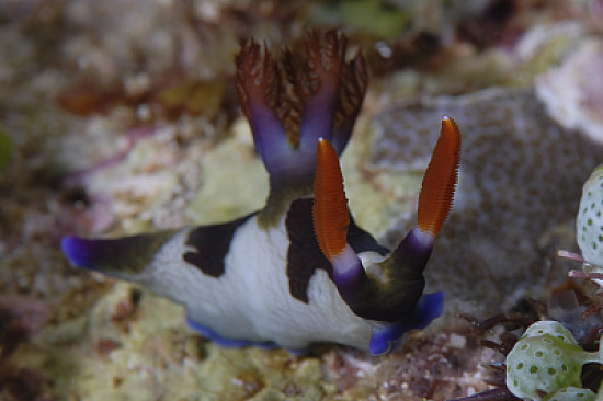 Nembrotha rutilans