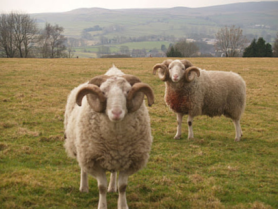 Whitefaced woodland