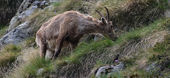 chamois