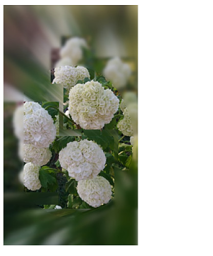 Hortensia