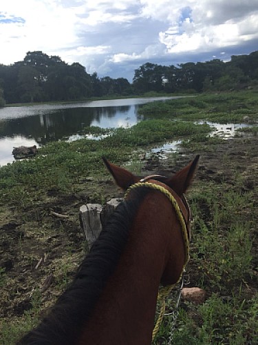 Caballo al rÃ­o