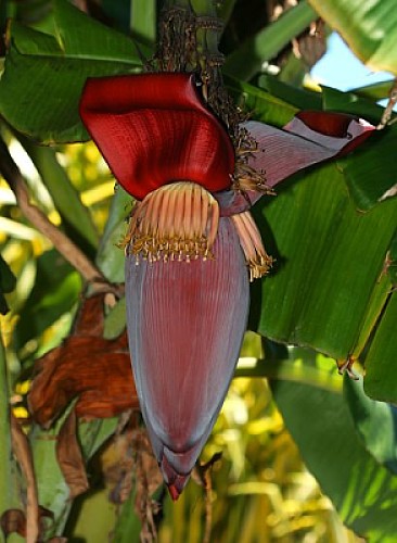 musa acuminata