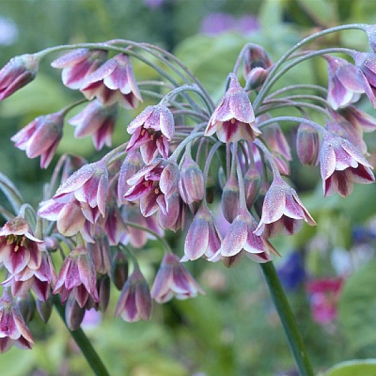 nectaroscordum siculum