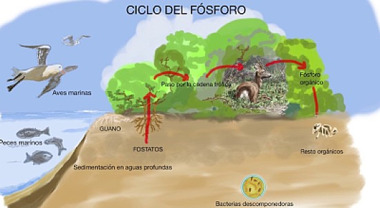 Ciclo del fosforo