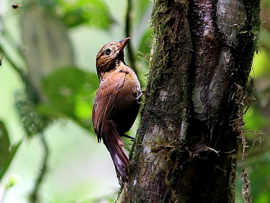 Thripadectes ignobilis