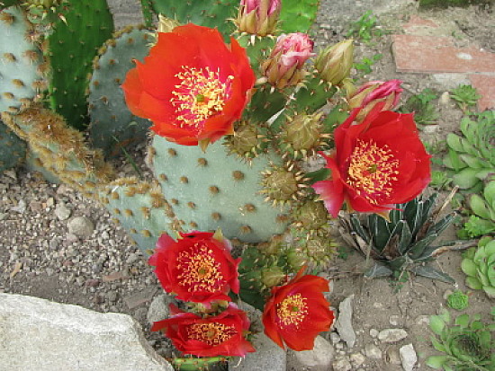 opuntia