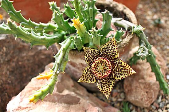 orbea variegata