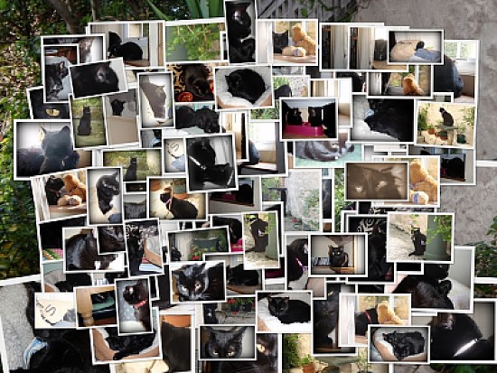 Cat Collage