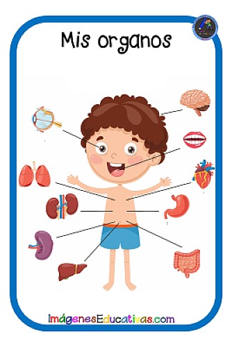 Ã“RGANOS INTERNOS DEL CUERPO HUMANO