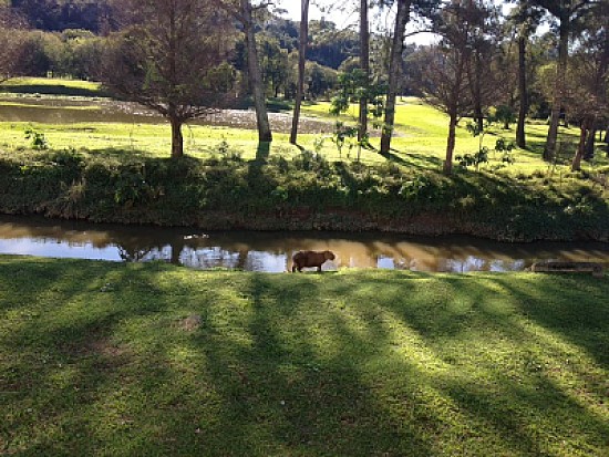 Capivara- Curitiba / PR Brasil