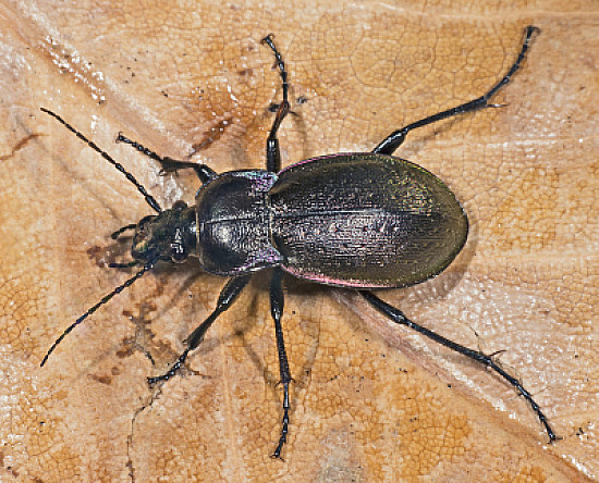 Carabus nemoralis