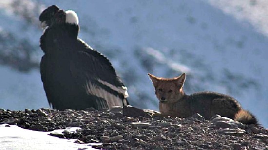 EN EL ACONCAGUA - GUARDAPARQUES