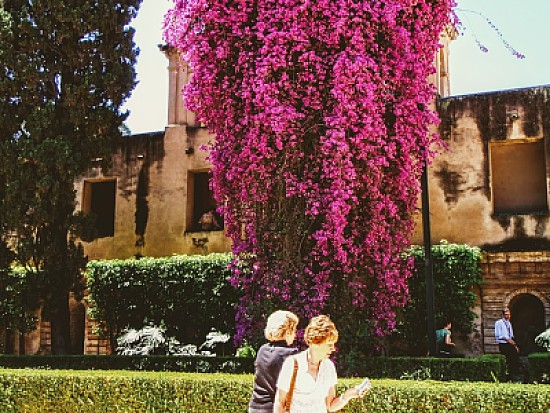 Bougainvilea in Andalucia