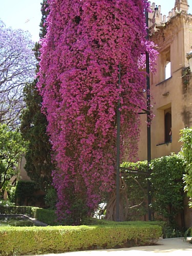 Bougainvilea in Andalucia