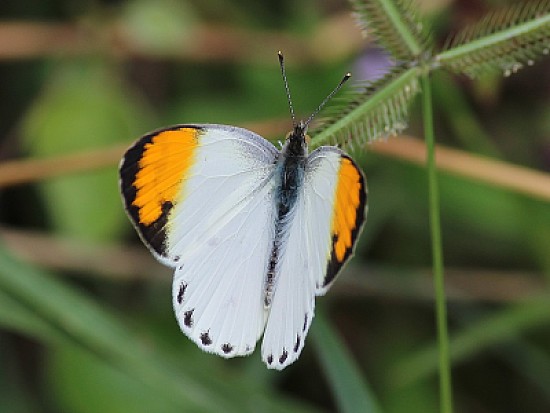 Colotis aurora