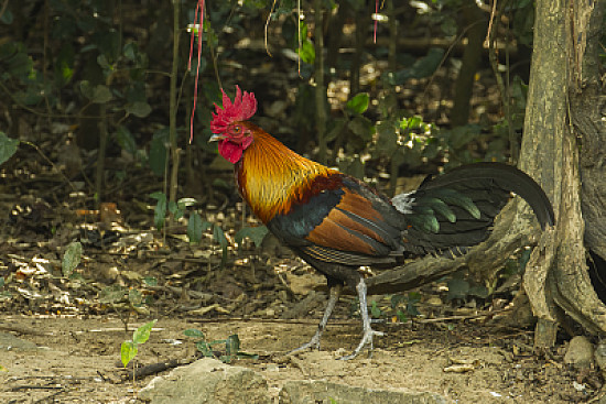 Gallo comune