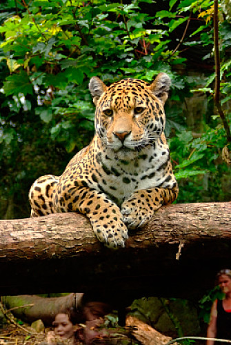 jaguar