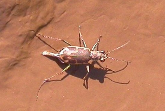 Cicindela nevadica