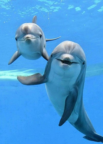 delfines