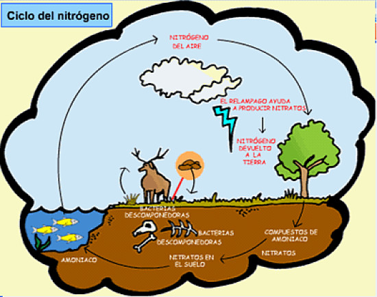 CICLO DEL NITRÃ“GENO