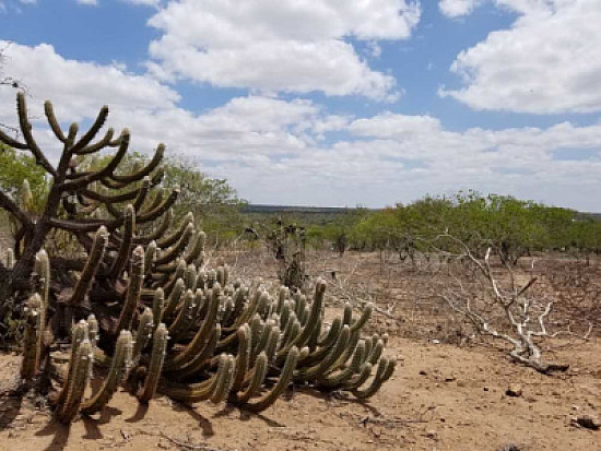 CAATINGA