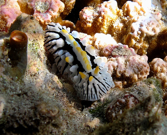 Phyllidia marindica