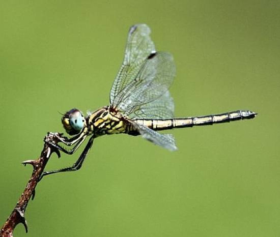 Trithemis dorsalis