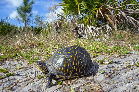 Scatola della Florida