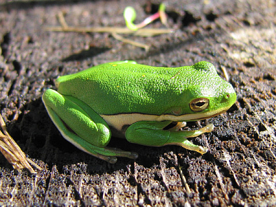 Di albero verde americano