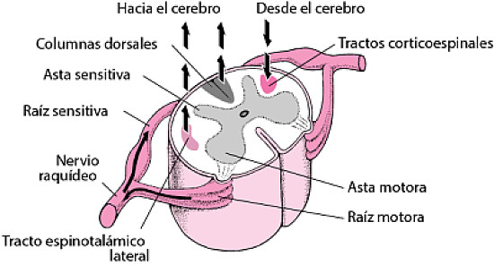 MEDULA