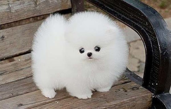 Fluffballs