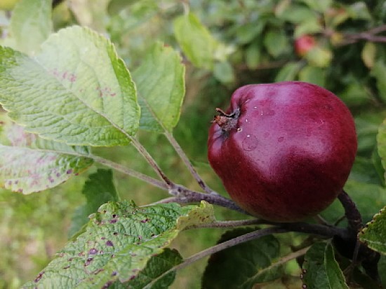 malus malus