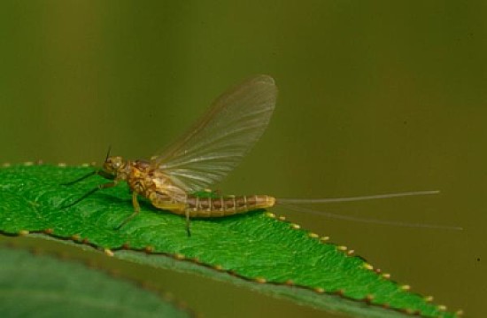 Baetis vernus