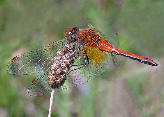 Sympetrum flaveolum