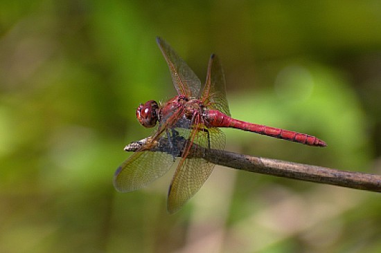 Sympetrum madidum