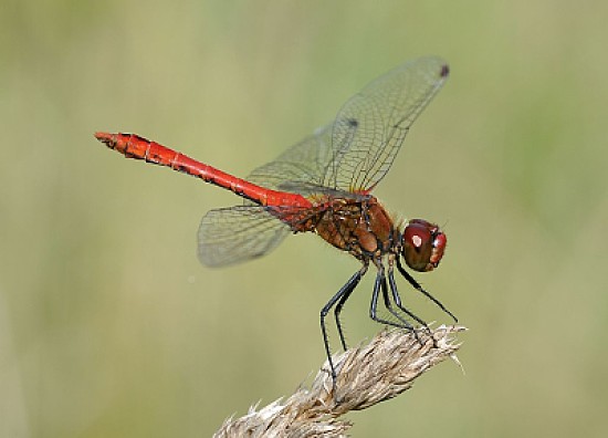 Sympetrum sanguinerum