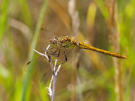 Sympetrum vulcatum