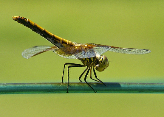 Sympetrum occidentale