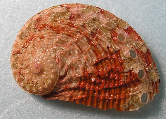 Haliotis squamosa