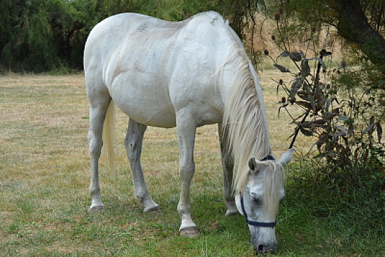 cheval