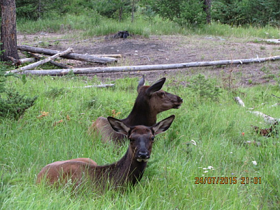 Canada Fauna