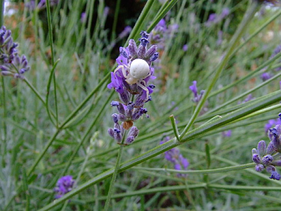 lavande   araignÃ©e