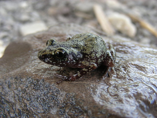 Eleutherodactylus pipilans