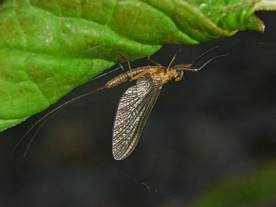 Siphlonurus lacustris