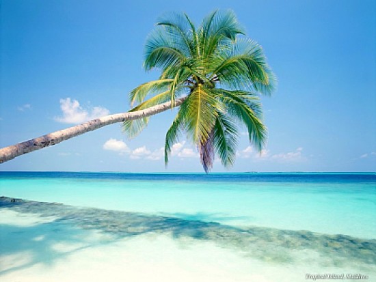 Palmera sobre el agua