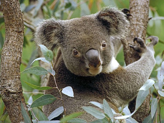 koala